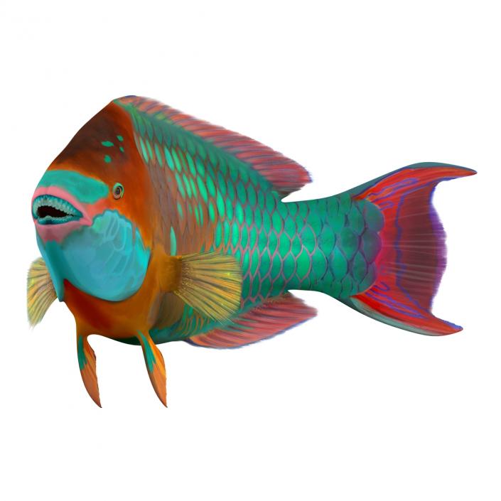 3D Rainbow Parrot Fish Pose 2