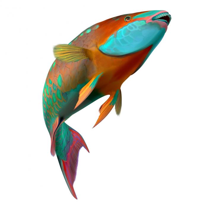 3D Rainbow Parrot Fish Pose 2