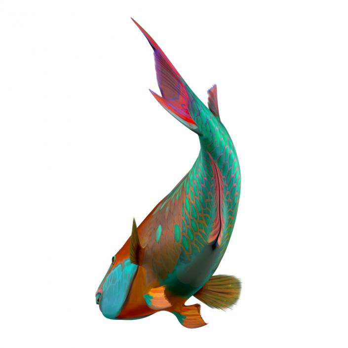 3D Rainbow Parrot Fish Pose 2