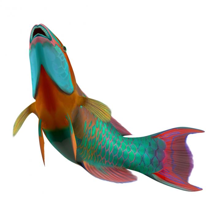 3D Rainbow Parrot Fish Pose 2