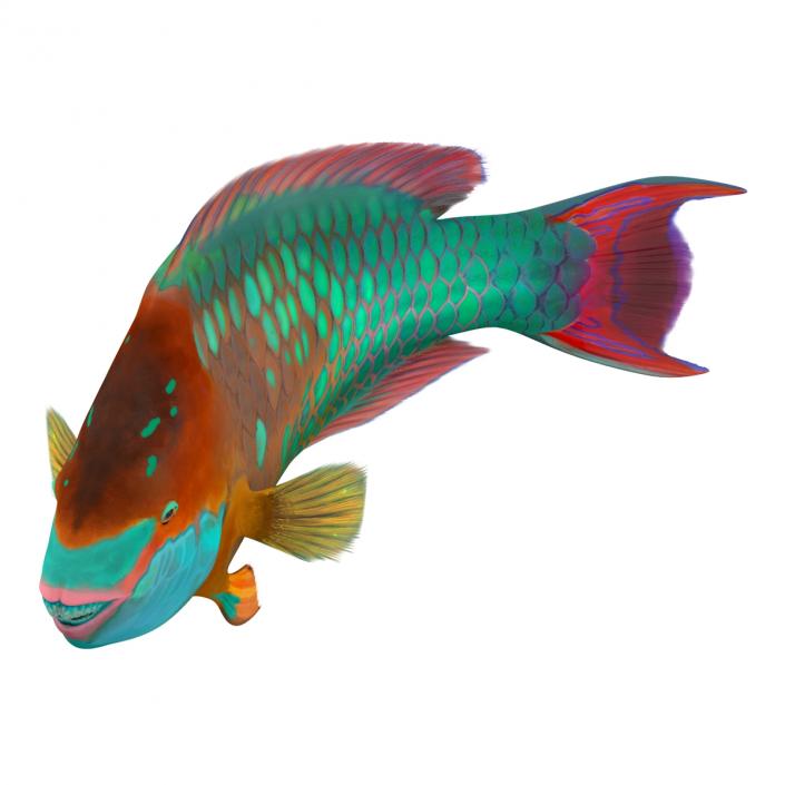 3D Rainbow Parrot Fish Pose 2