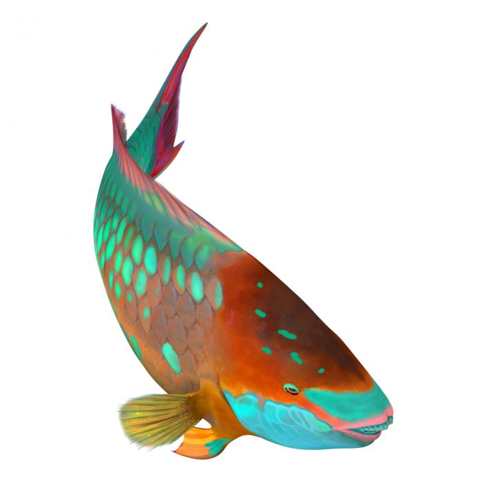 3D Rainbow Parrot Fish Pose 2