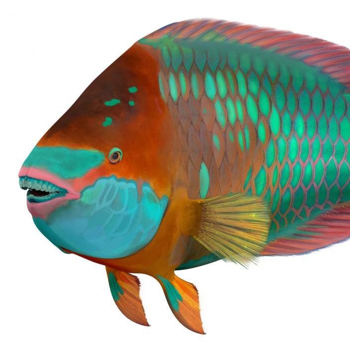 3D Rainbow Parrot Fish Pose 2