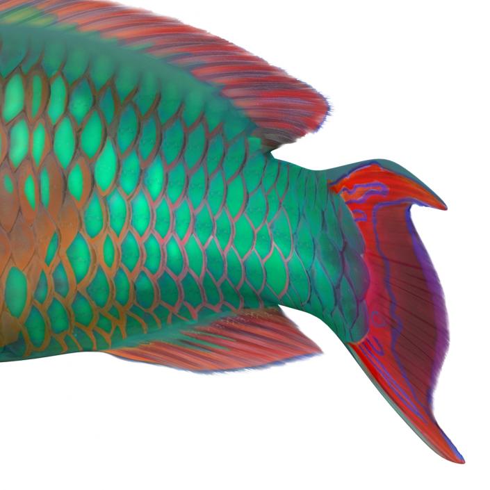 3D Rainbow Parrot Fish Pose 2