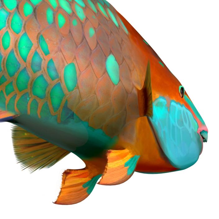 3D Rainbow Parrot Fish Pose 2