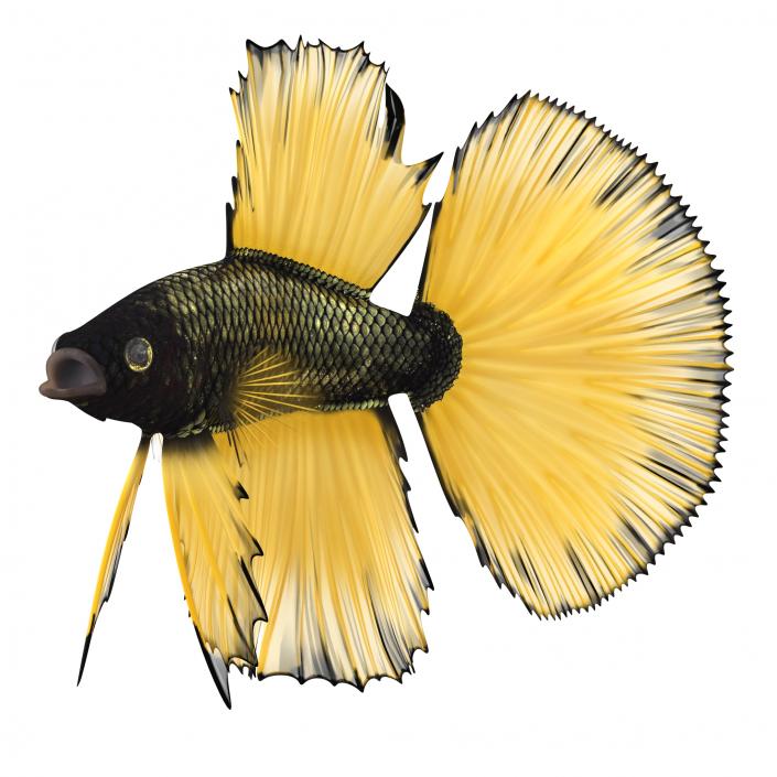 Betta Fish Rigged 3D