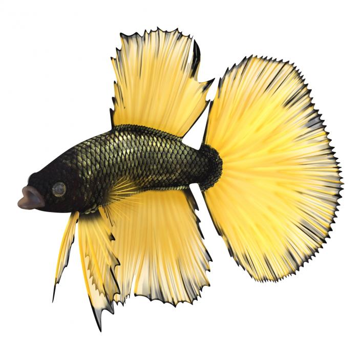 Betta Fish Rigged 3D