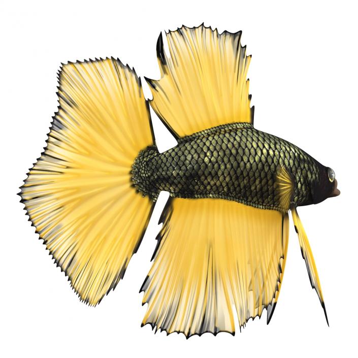 Betta Fish Rigged 3D