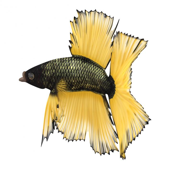 Betta Fish Rigged 3D