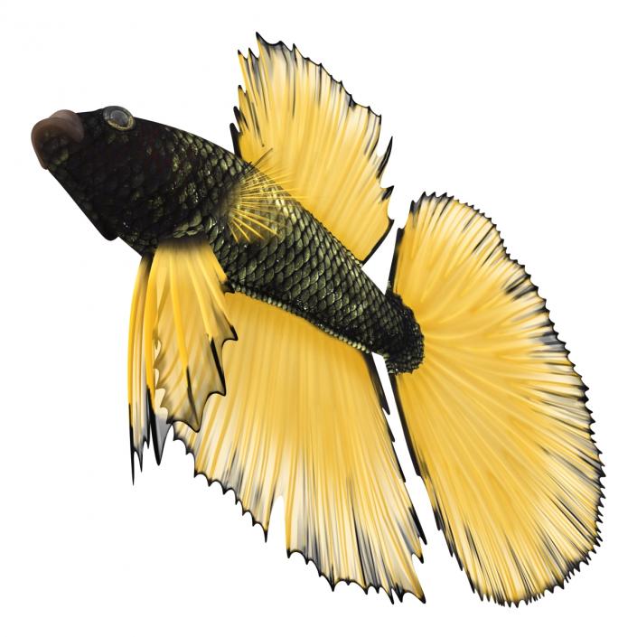 Betta Fish Rigged 3D