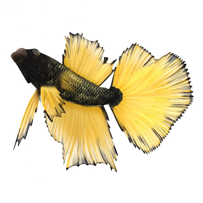 Betta Fish Rigged 3D