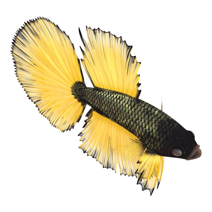 Betta Fish Rigged 3D