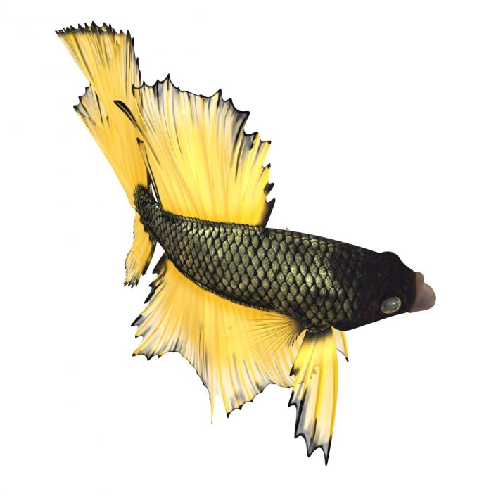 Betta Fish Rigged 3D