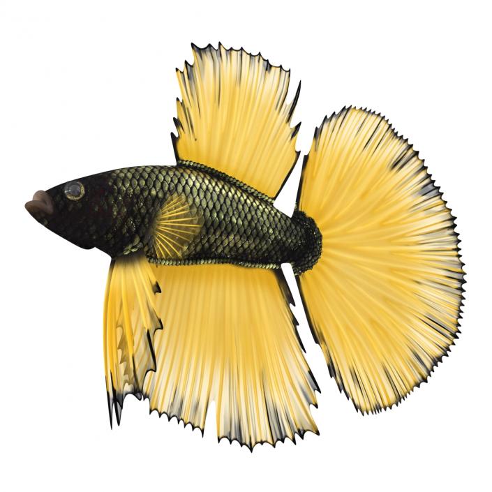 Betta Fish Rigged 3D