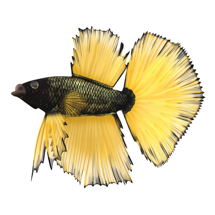 Betta Fish Rigged 3D