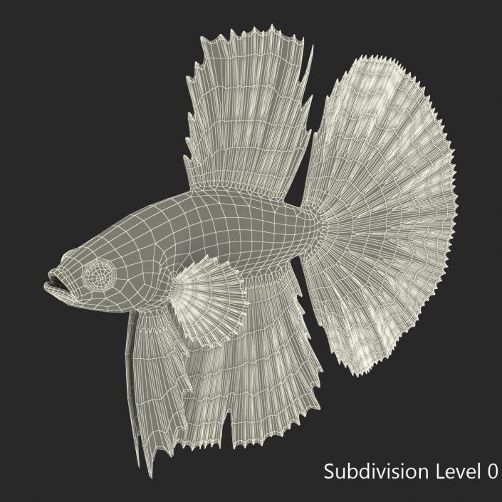 Betta Fish Rigged 3D