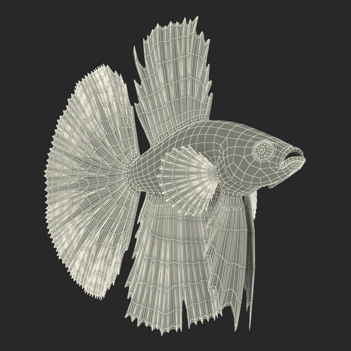 Betta Fish Rigged 3D