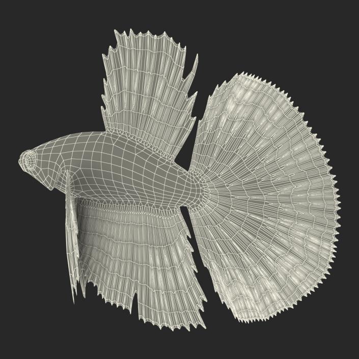 Betta Fish Rigged 3D