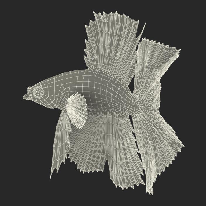 Betta Fish Rigged 3D