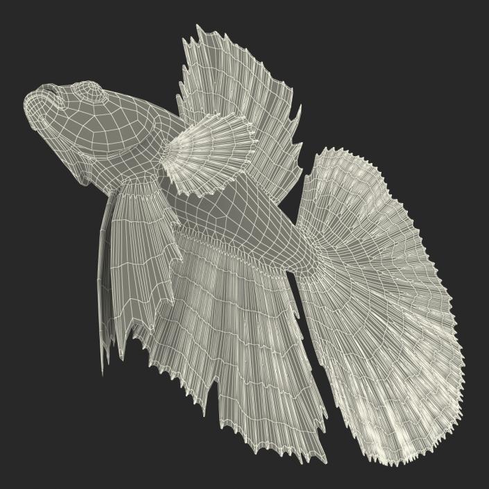 Betta Fish Rigged 3D