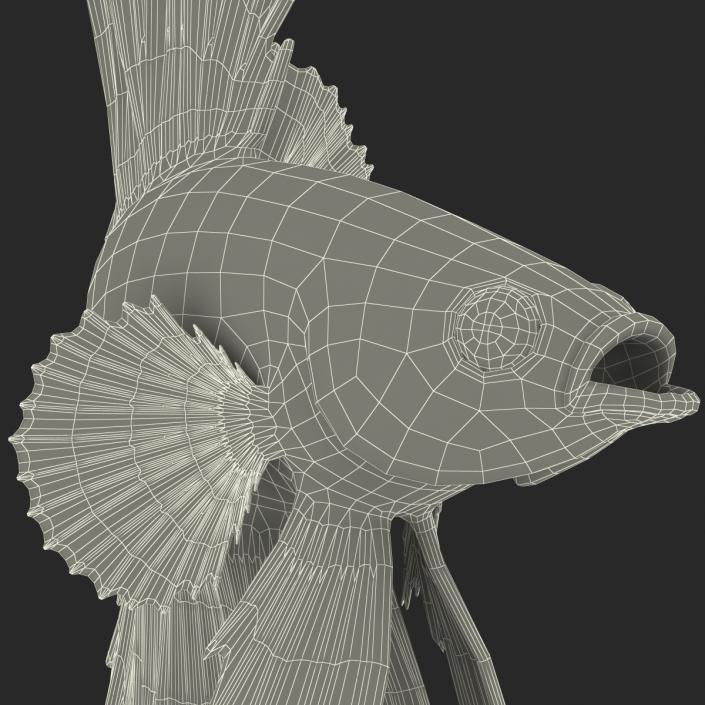 Betta Fish Rigged 3D