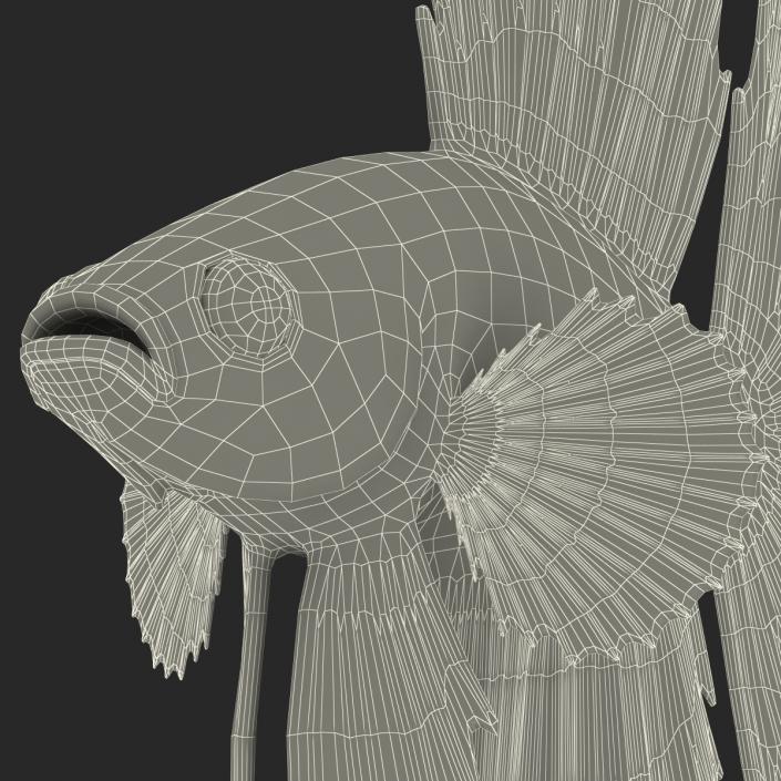 Betta Fish Rigged 3D