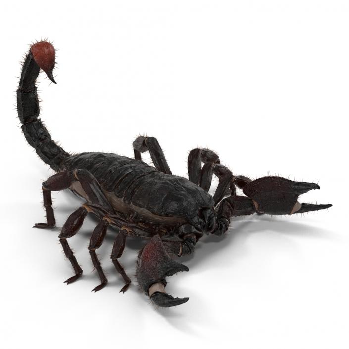 3D Black Scorpion with Fur model