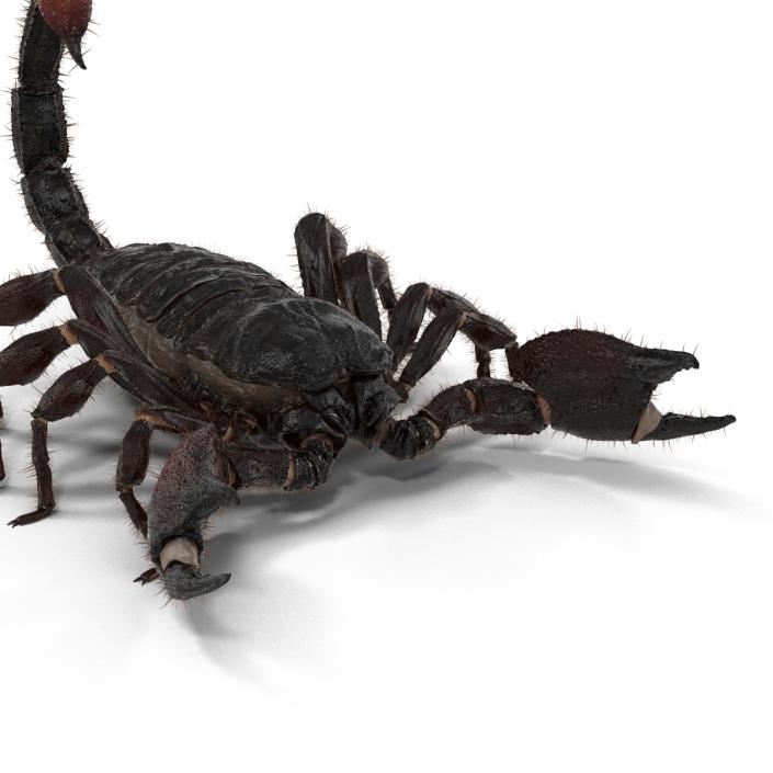 3D Black Scorpion with Fur model