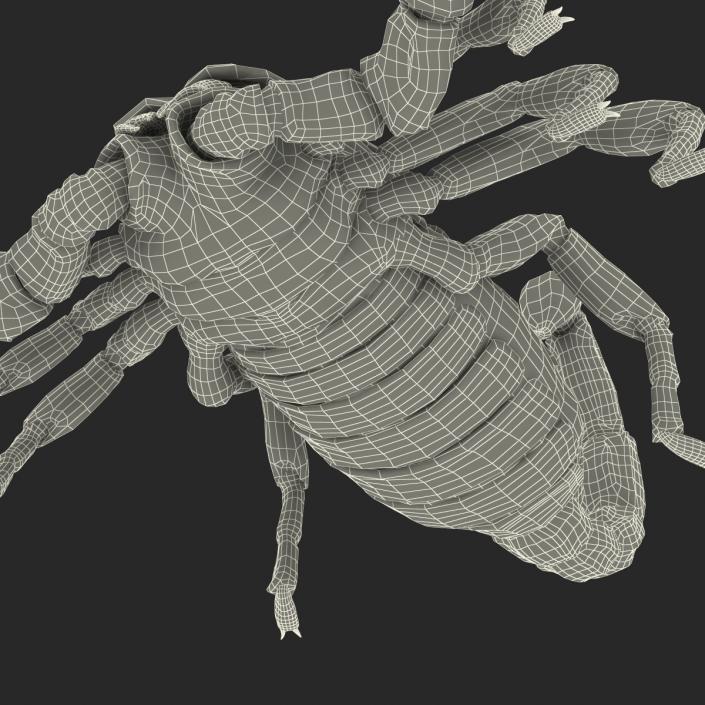 3D Black Scorpion with Fur model