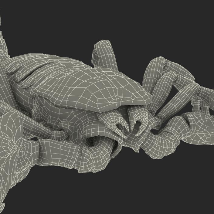 3D Black Scorpion with Fur model