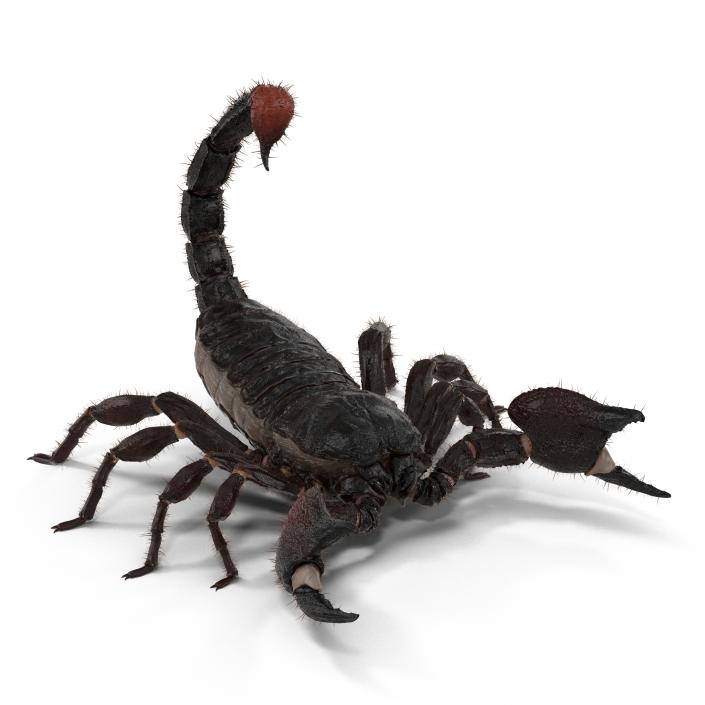 3D model Black Scorpion Pose 2 with Fur