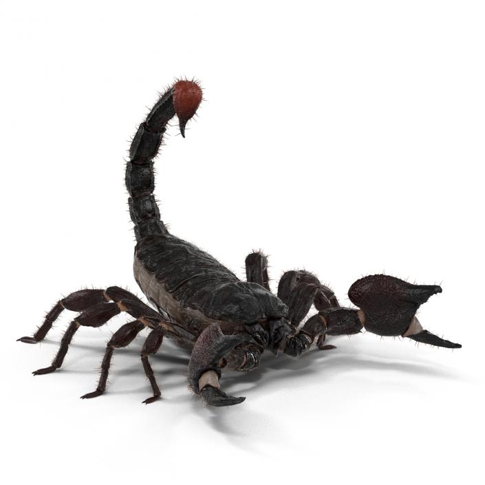 3D model Black Scorpion Pose 2 with Fur