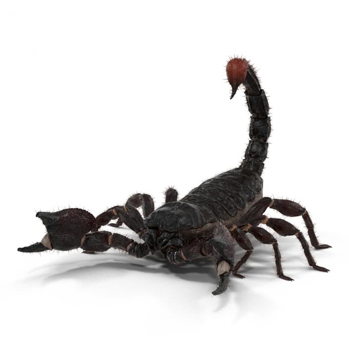 3D model Black Scorpion Pose 2 with Fur