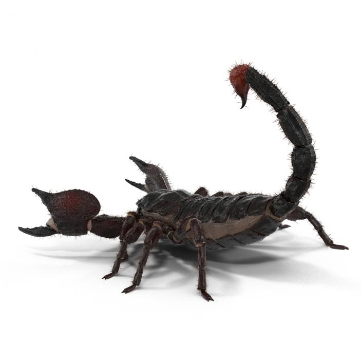 3D model Black Scorpion Pose 2 with Fur