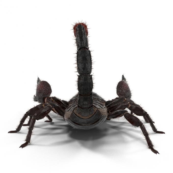 3D model Black Scorpion Pose 2 with Fur