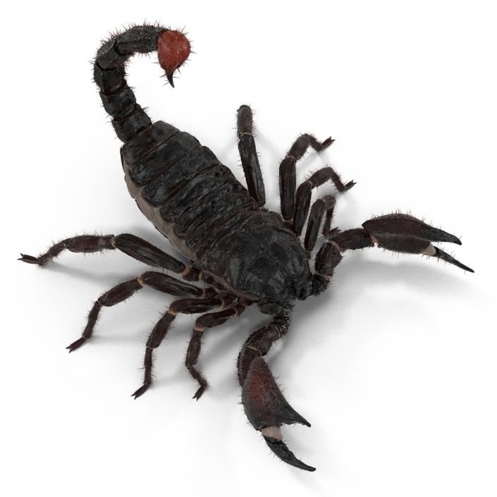 3D model Black Scorpion Pose 2 with Fur