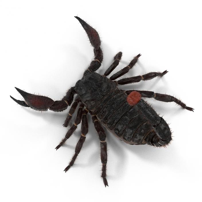 3D model Black Scorpion Pose 2 with Fur