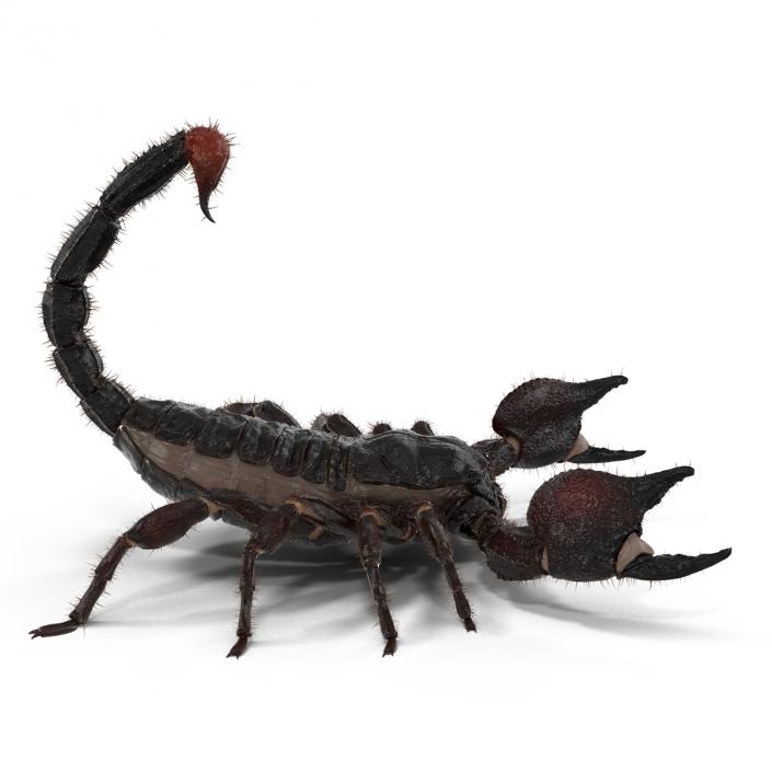 3D model Black Scorpion Pose 2 with Fur