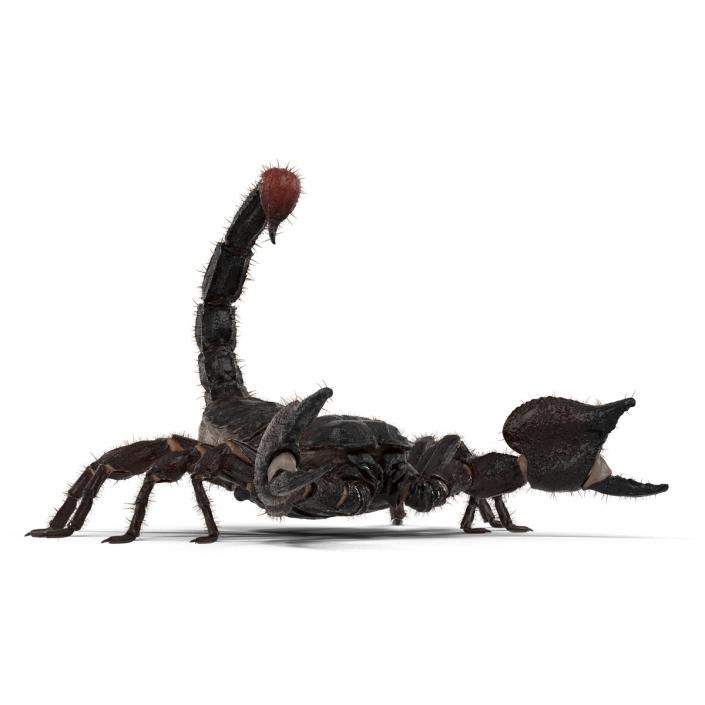 3D model Black Scorpion Pose 2 with Fur