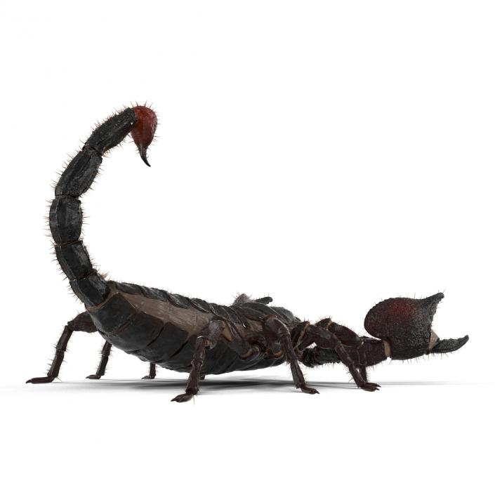 3D model Black Scorpion Pose 2 with Fur