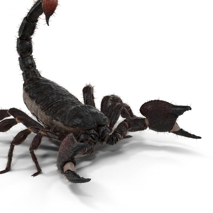 3D model Black Scorpion Pose 2 with Fur