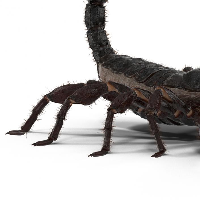 3D model Black Scorpion Pose 2 with Fur