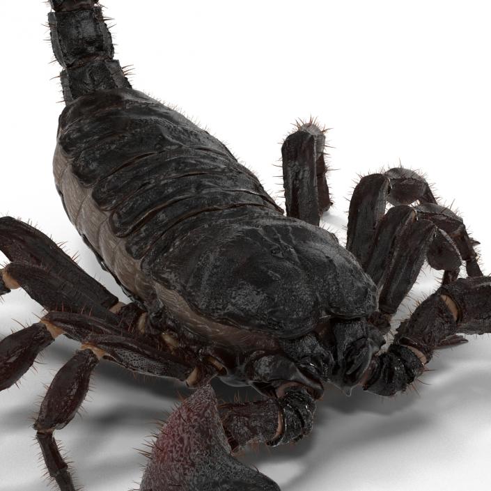 3D model Black Scorpion Pose 2 with Fur