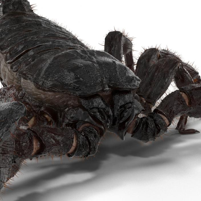 3D model Black Scorpion Pose 2 with Fur