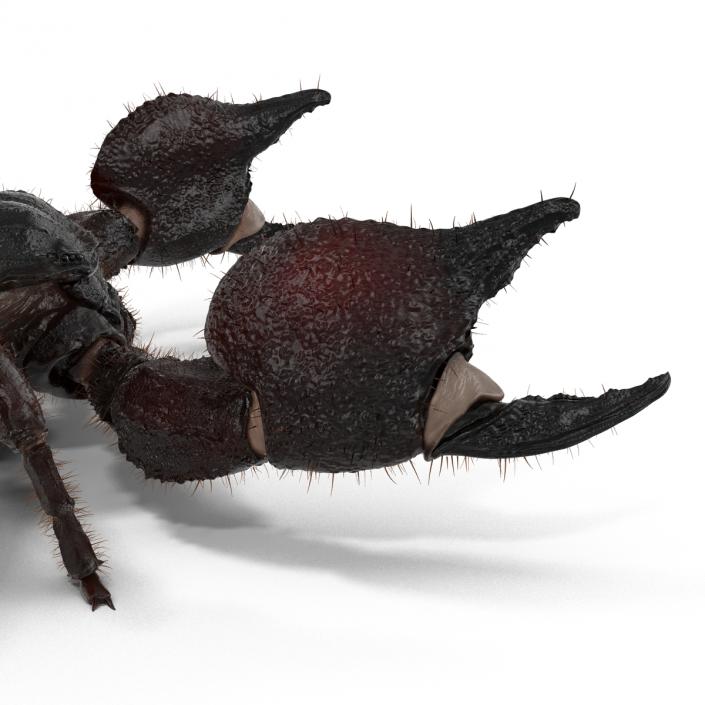 3D model Black Scorpion Pose 2 with Fur