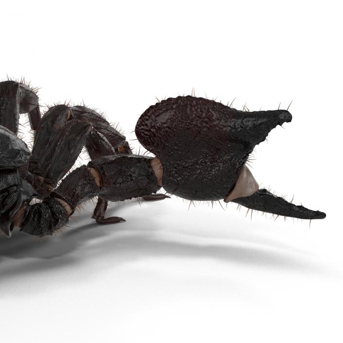 3D model Black Scorpion Pose 2 with Fur