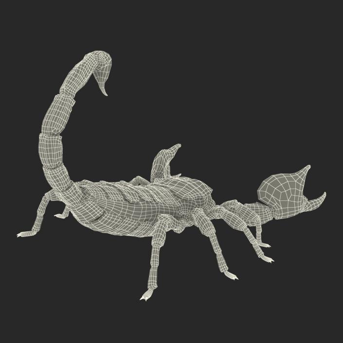 3D model Black Scorpion Pose 2 with Fur