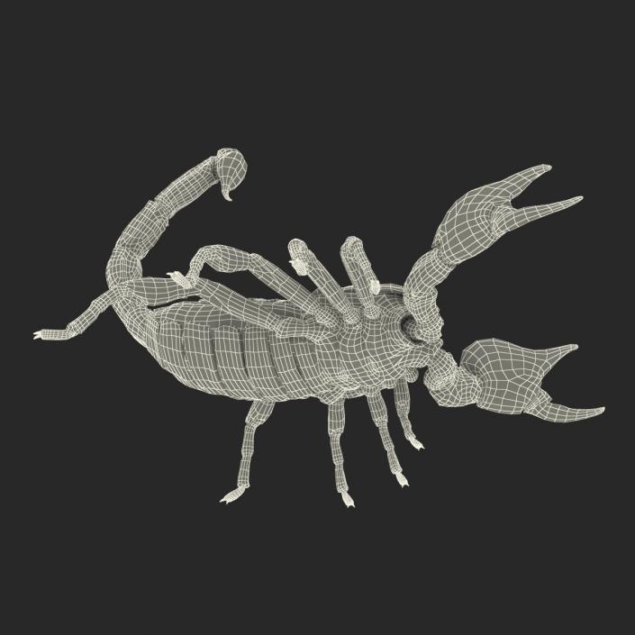 3D model Black Scorpion Pose 2 with Fur