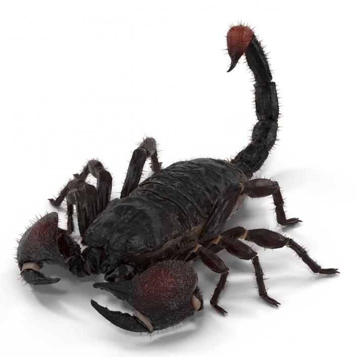 3D model Black Scorpion Pose 3 with Fur