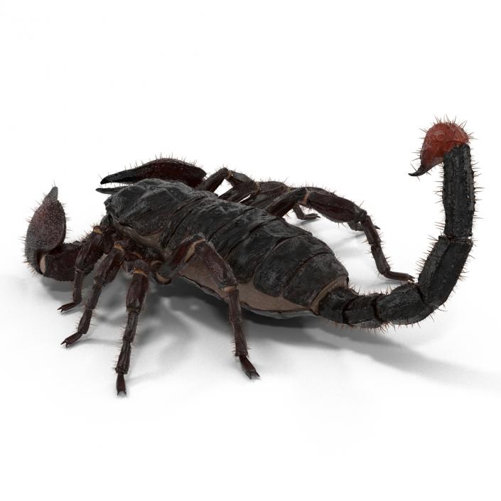 3D model Black Scorpion Pose 3 with Fur